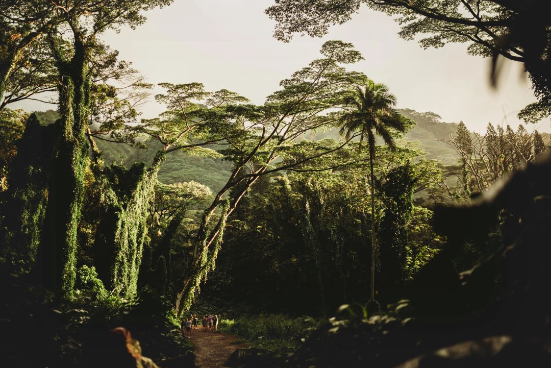 Plantas- Organic Vs Ayurvedic